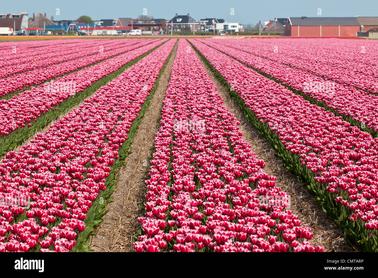 Vinoso campo di tulipani in Olanda. Inquadratura orizzontale Foto Stock