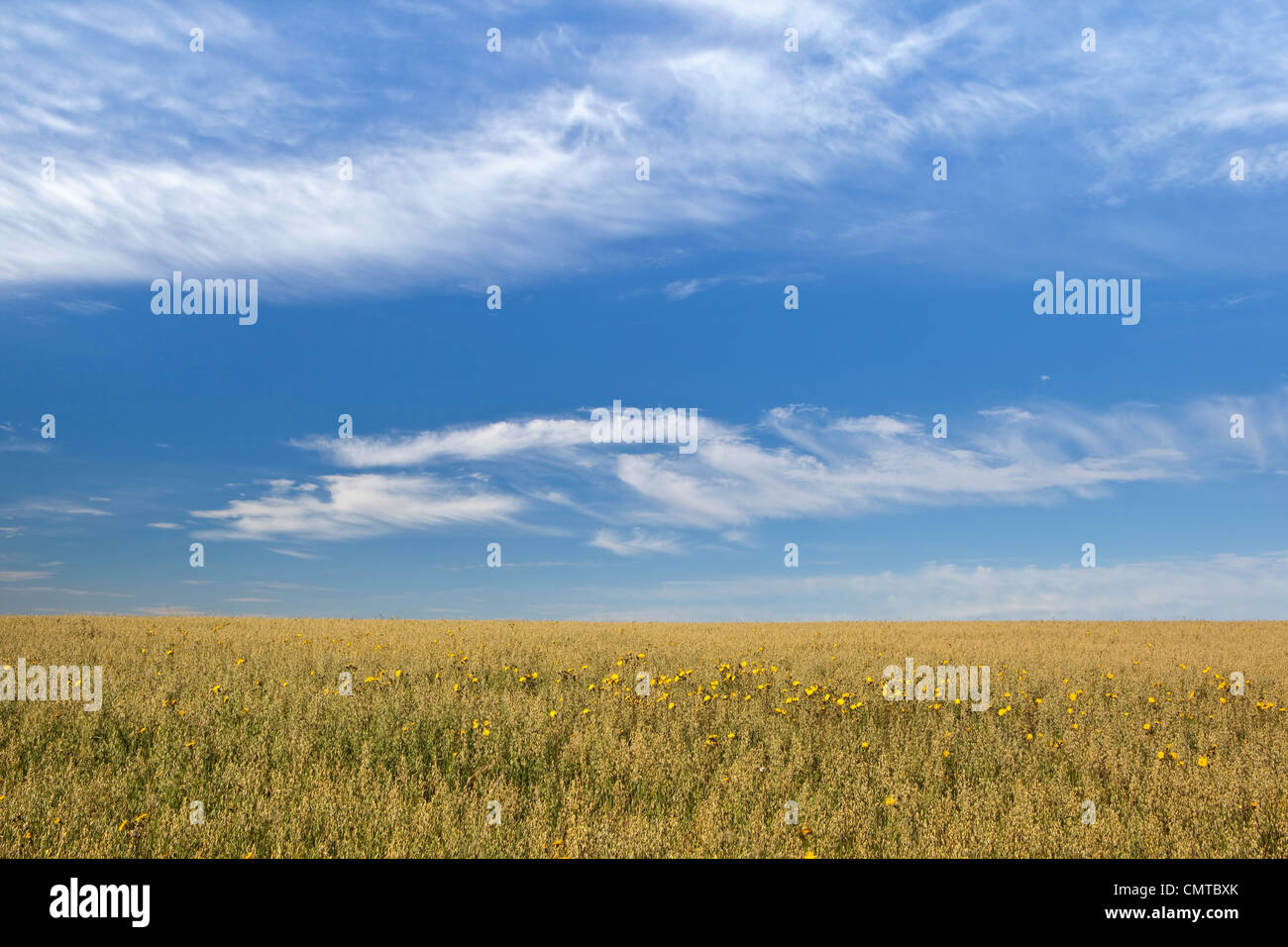 Un campo di avena in estate con pochi cornfield erbacce sotto un cielo blu con fair weather Nuvole Foto Stock