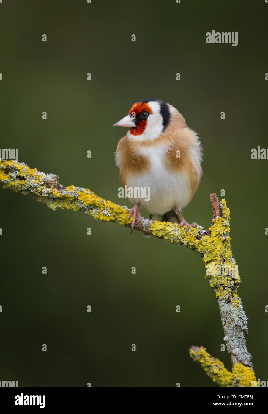 Cardellino appollaiate su un lichene ramo coperti Foto Stock