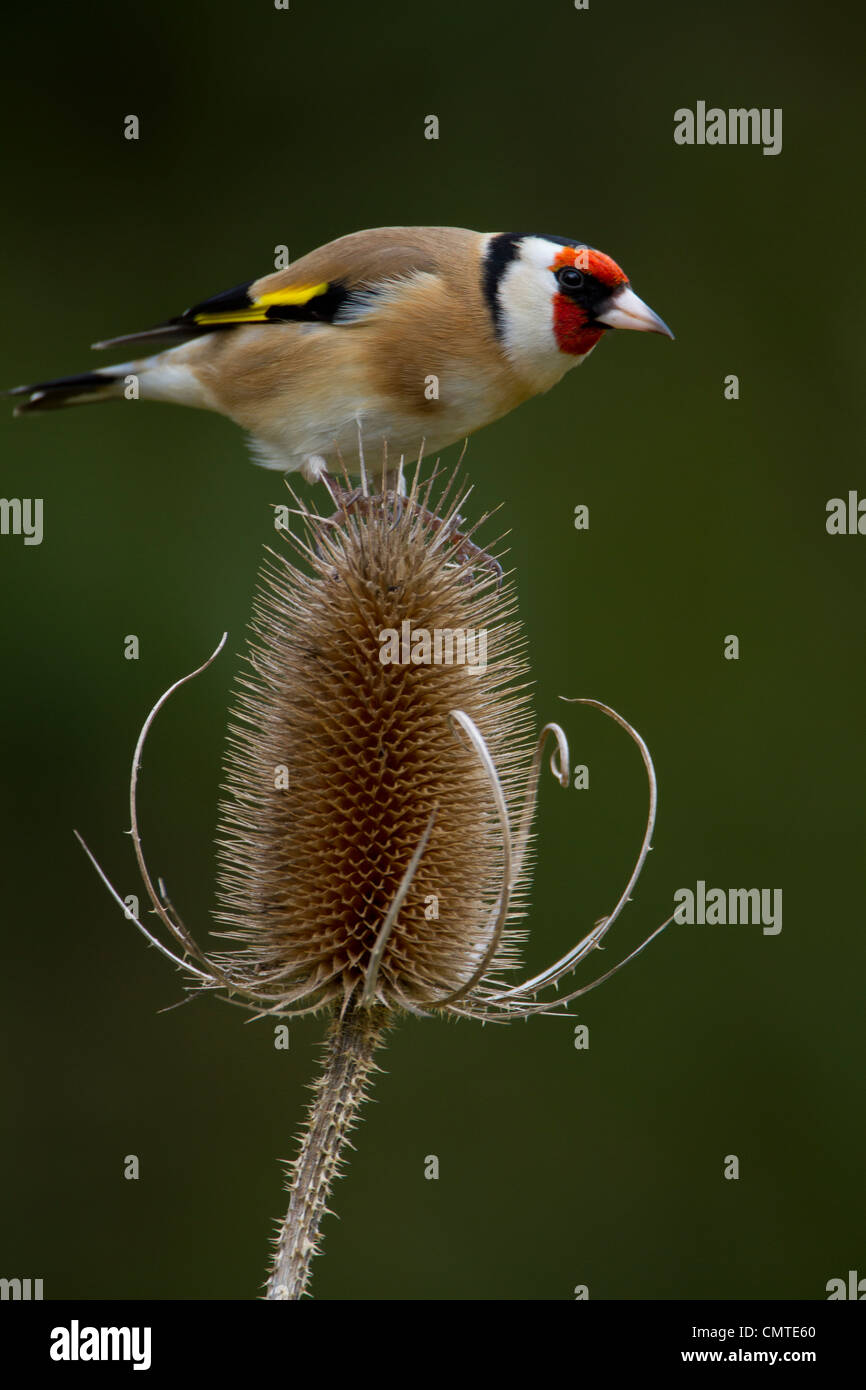 Cardellino appollaiate su una testa teasel Foto Stock
