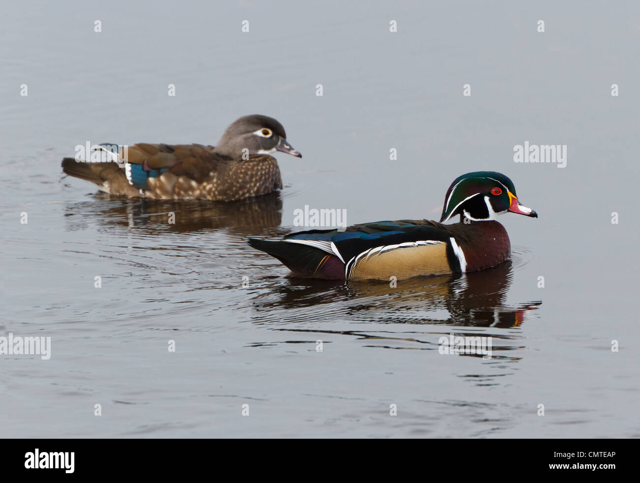 Maschi e femmine di anatra di legno, close up Foto Stock