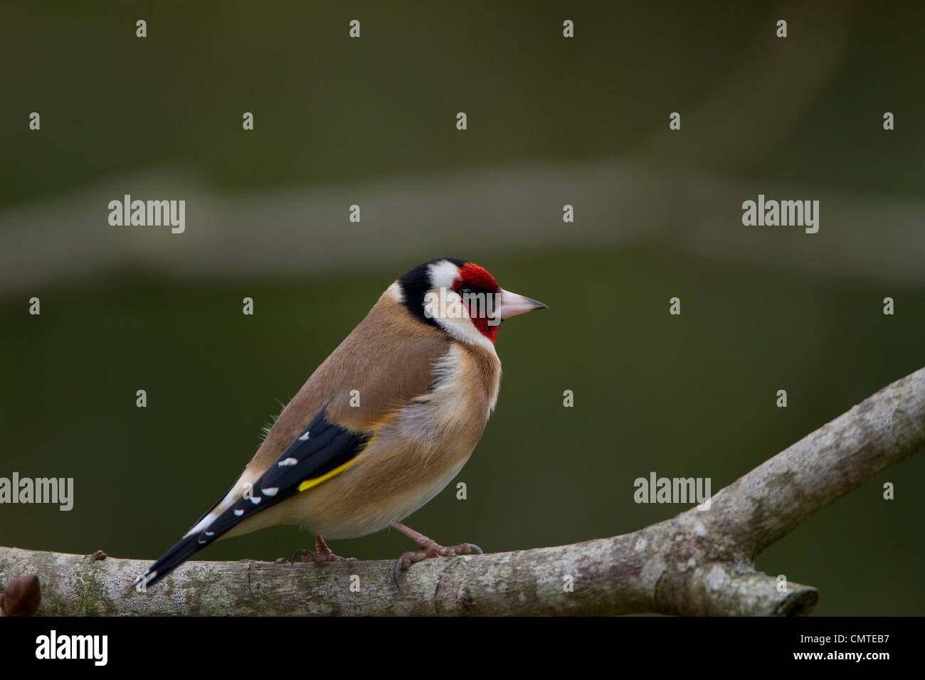 Cardellino appollaiate su un ramo Foto Stock