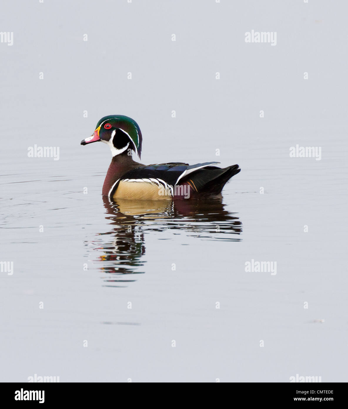 Legno di maschi di anatra, close up Foto Stock