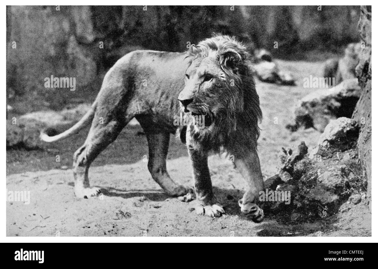 1925 African Lion Panthera leo captive zoo Foto Stock