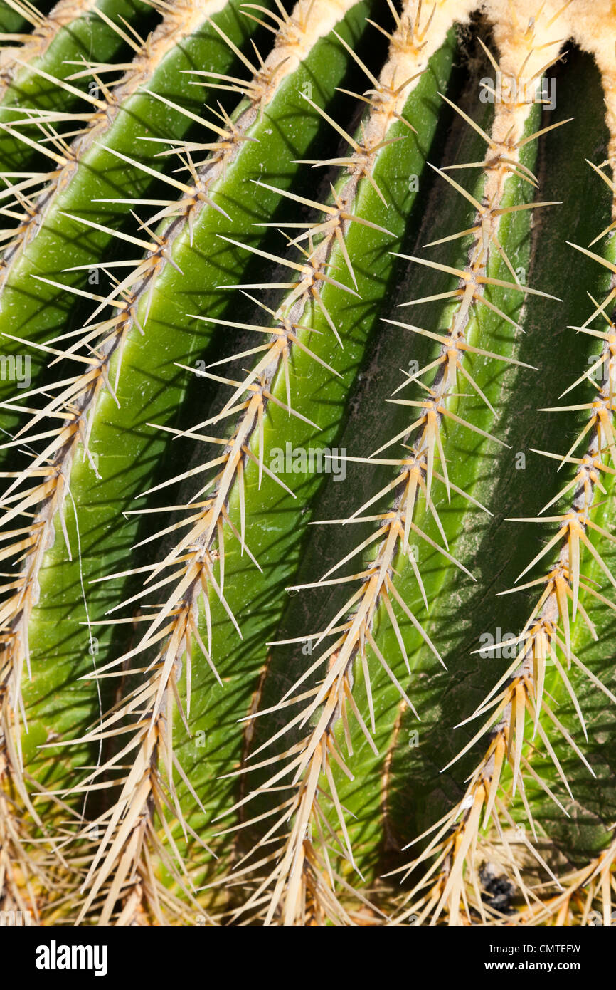 Close up di un fico d'india pungenti cactus, Fuerteventura, Isole Canarie Foto Stock