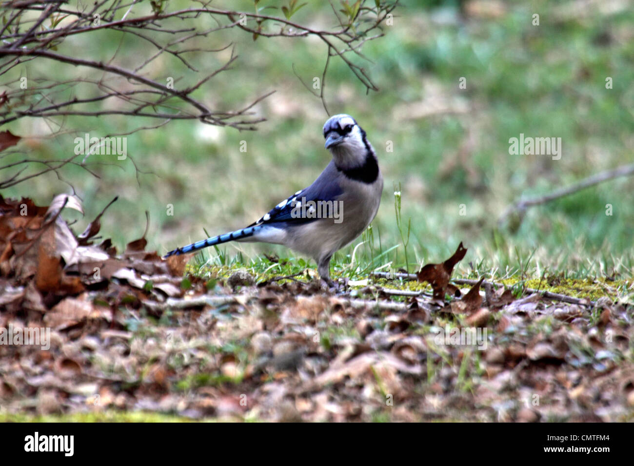 Blue Jay in giardino a Gatlinburg Tennessee Foto Stock