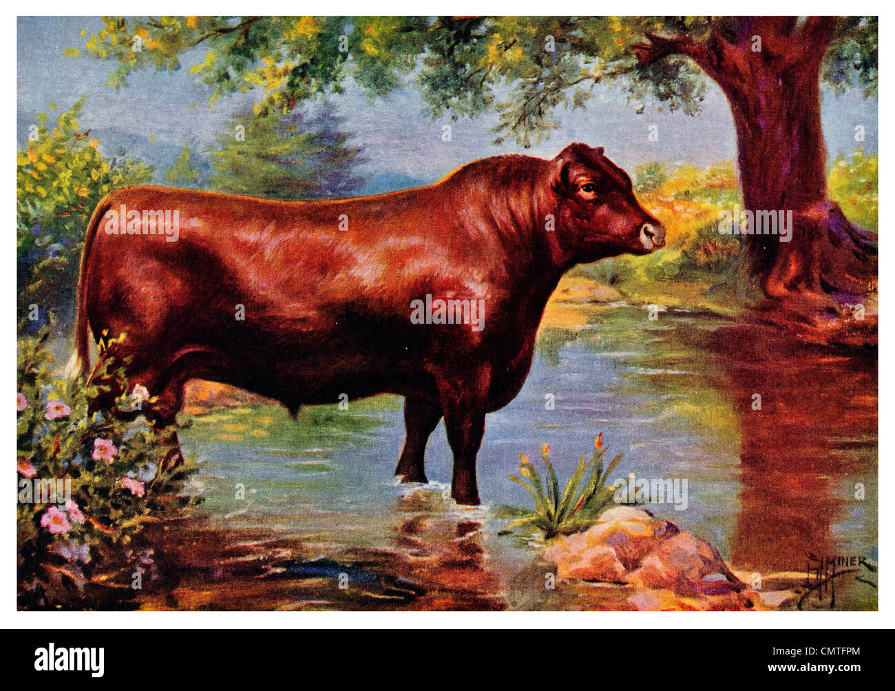 1925 Red Polled Norfolk Bull Carni bovine e dei prodotti lattiero-caseari Foto Stock