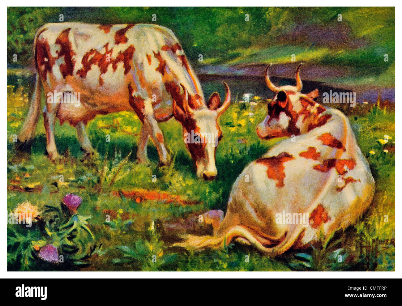 Ayrshire cow Dairy Foto Stock