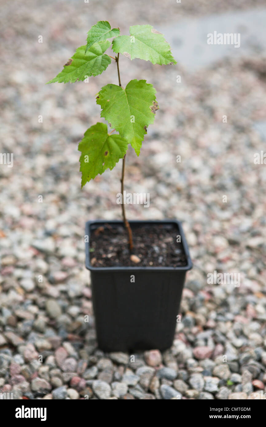 Close-up della pianta in vaso su pietre Foto Stock