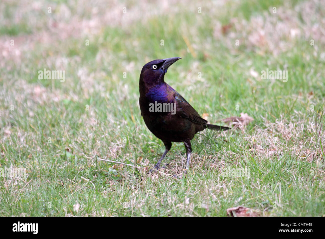 Produttori di birra blackbird foraggio per il cibo in un giardino in Tennessee Foto Stock