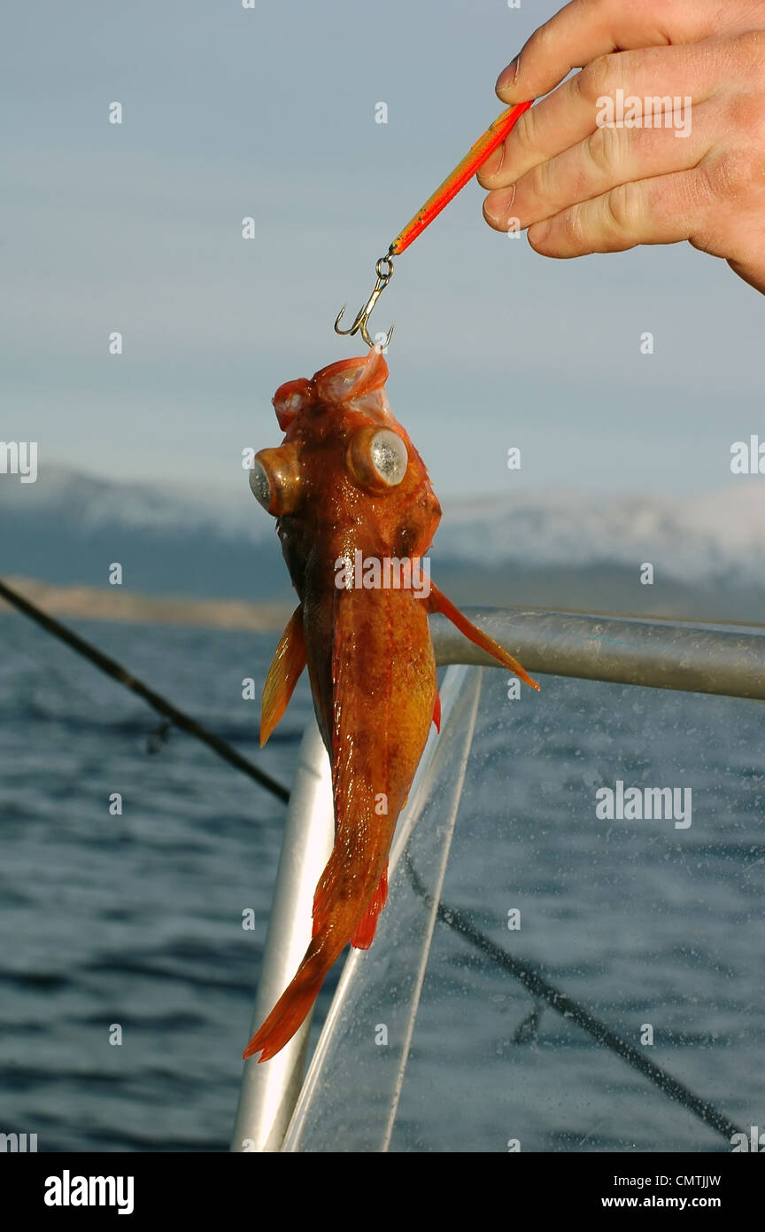 Red Rose di pesce (Sebastes marinus) agganciata Foto Stock