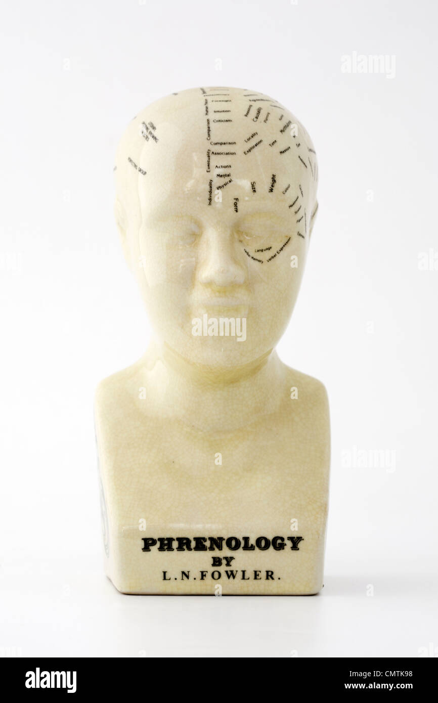 Il Phrenology busto su sfondo bianco Foto Stock