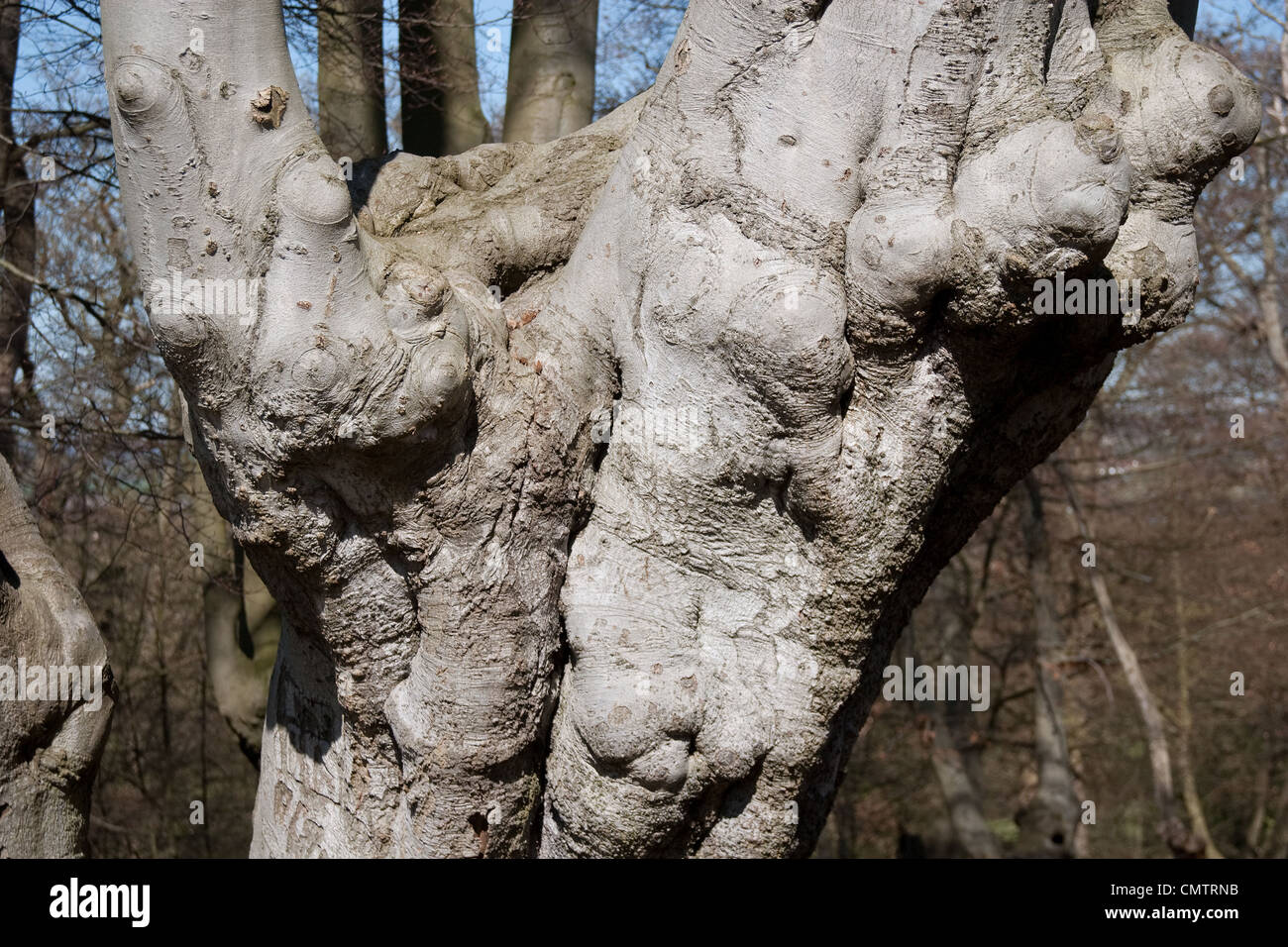 Alberi antichi boschi royal la conservazione delle foreste Foto Stock