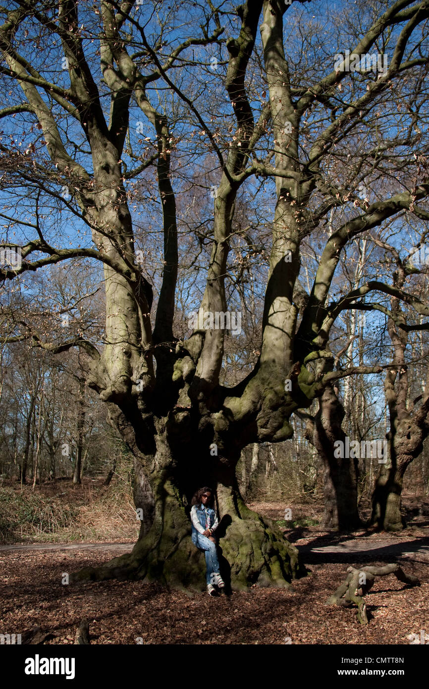 Alberi antichi boschi royal la conservazione delle foreste la Foresta di Epping Foto Stock