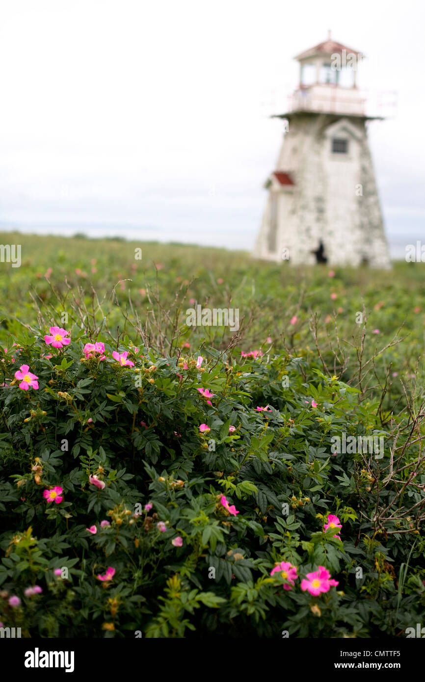 Rose selvatiche con un vecchio faro abbandonato in background, Pomquet Isola, Bayfield, Antrigonish County, Nova Scotia Foto Stock
