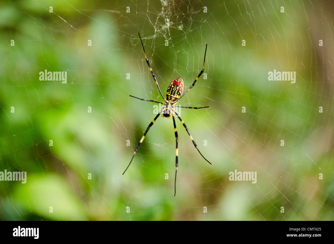 Femmina di una seta dorata orb-weaver spider, nephila clavata sulla sua rete Foto Stock