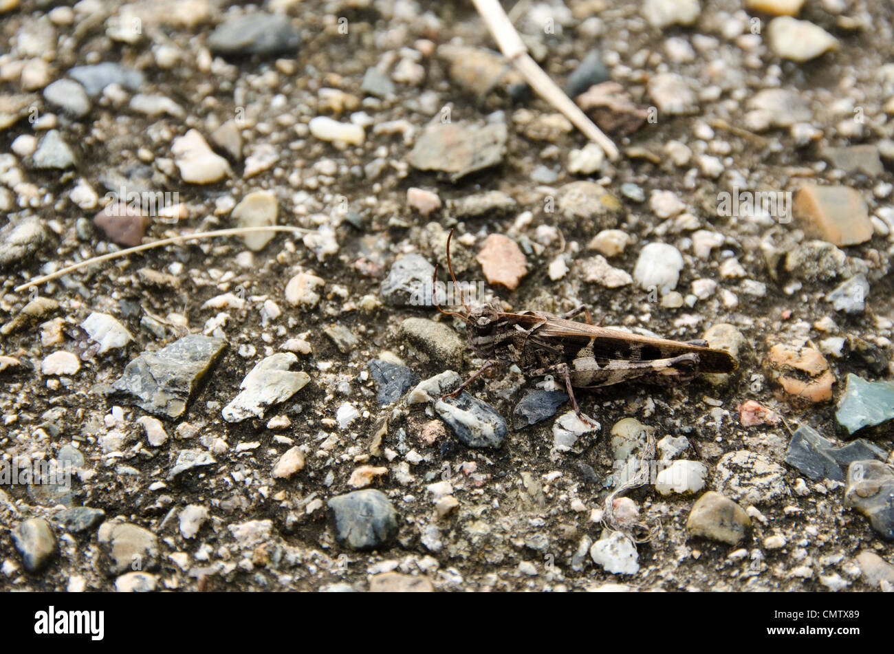 Brown grasshopper sulla ghiaia background molto ben mimetizzata Foto Stock