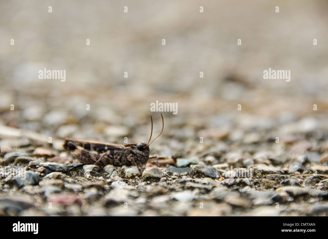 Brown grasshopper sulla ghiaia background molto ben mimetizzata Foto Stock