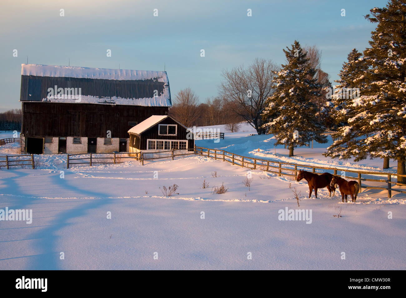 Allevamento di cavalli in inverno, vicino Zephyr, Ontario Foto Stock