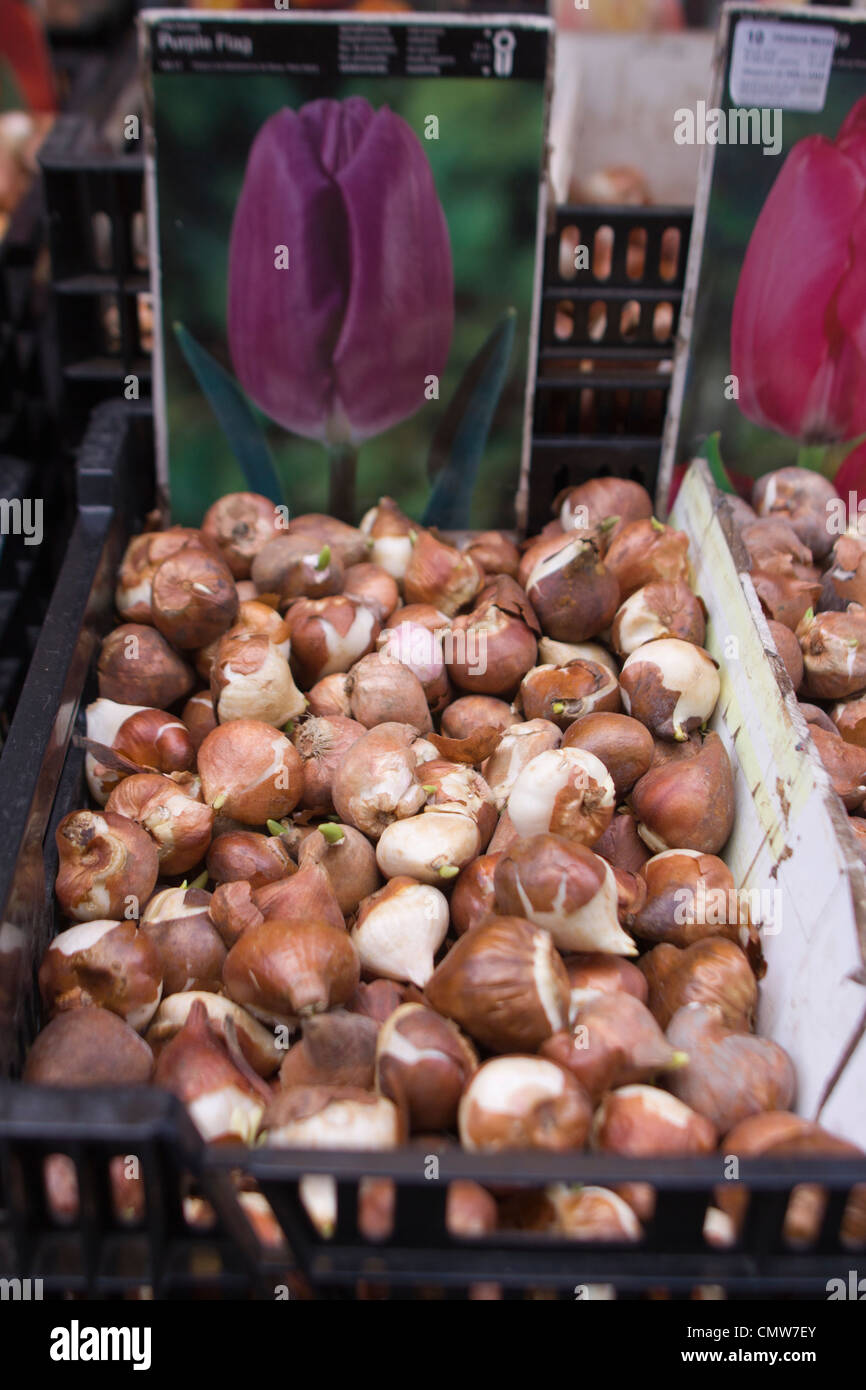 Bulbi di tulipani di Amsterdam, Paesi Bassi Foto Stock