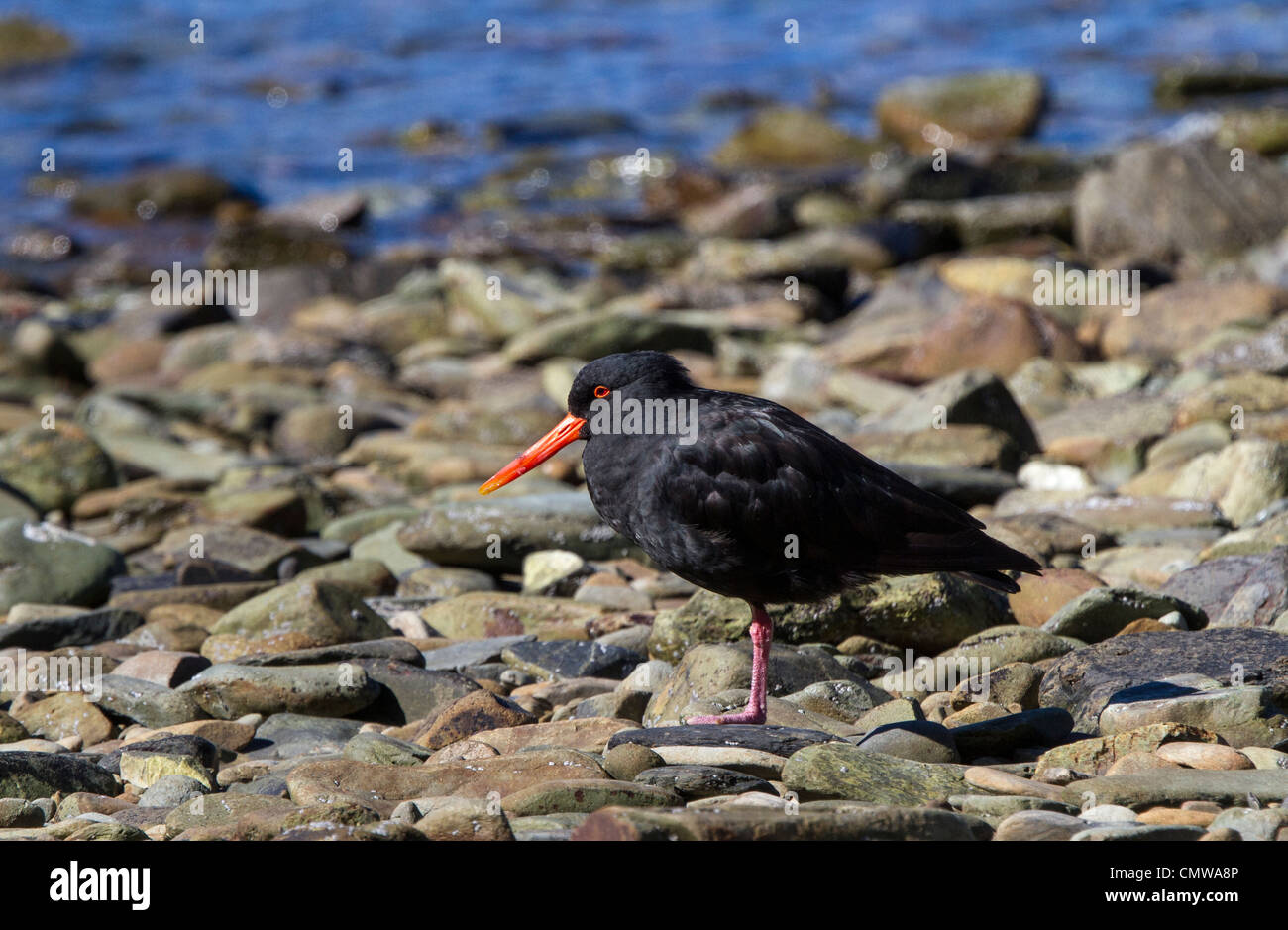 Variabile (oystercatcher Haematopus unicolor) alimentazione sulla spiaggia. Essi sono polimorfici: questa è la variante di colore nero. Foto Stock