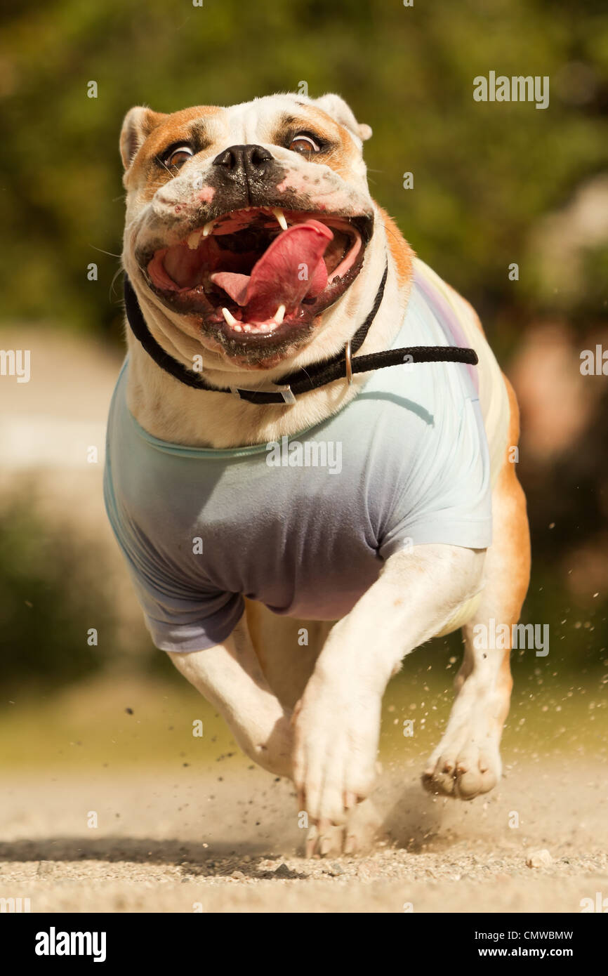 Bulldog inglese catturato mentre gira alla massima velocità Foto Stock