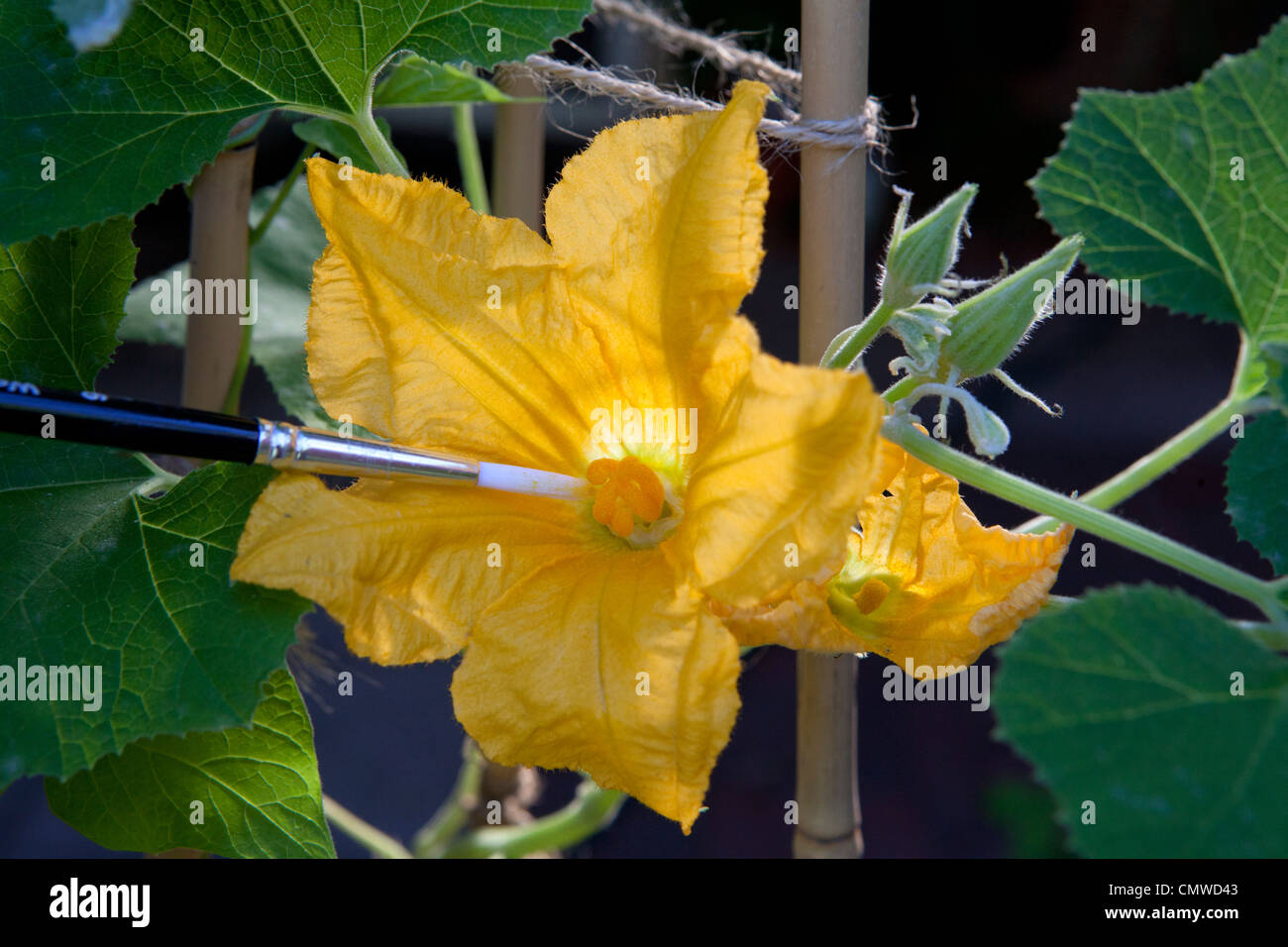 Impollinazione mano della femmina di fiori di zucca con il polline dal fiore maschio utilizzando un pennello. Immagine mostra sia il maschio che la femmina fiori Foto Stock