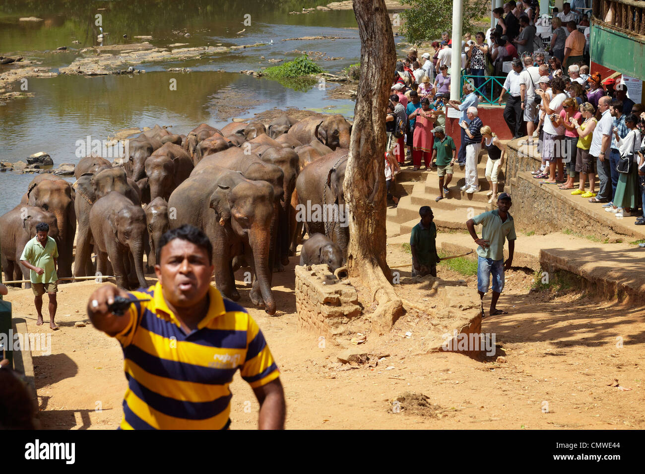 Sri Lanka - Pinnavela, l'Orfanotrofio degli elefanti elefanti, tornando da bagno Foto Stock