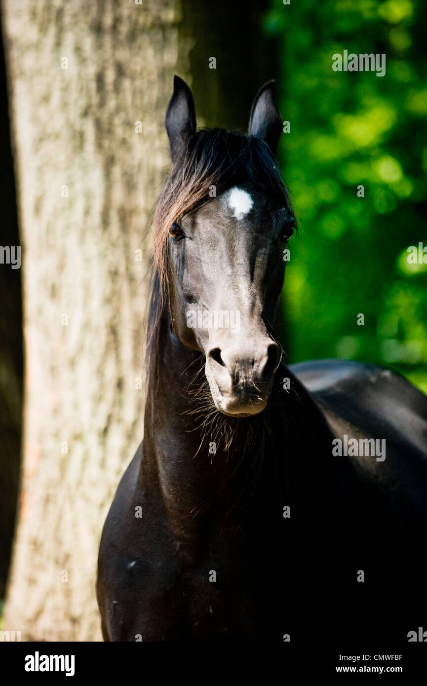 Cavallo nero Foto Stock