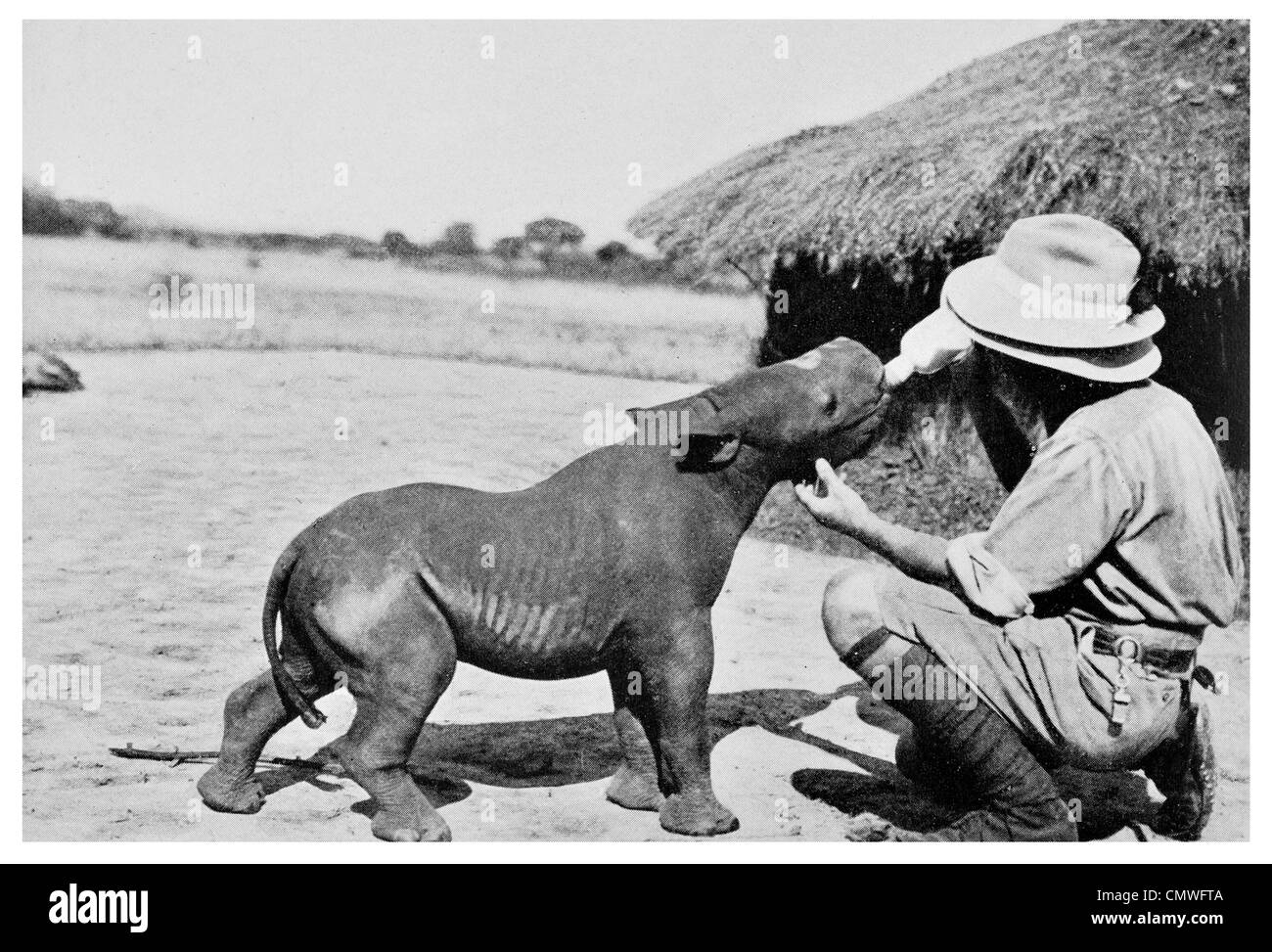 1925 l'alimentazione di un mese il vecchio rinoceronte baby Rhinocerotidae africana Foto Stock