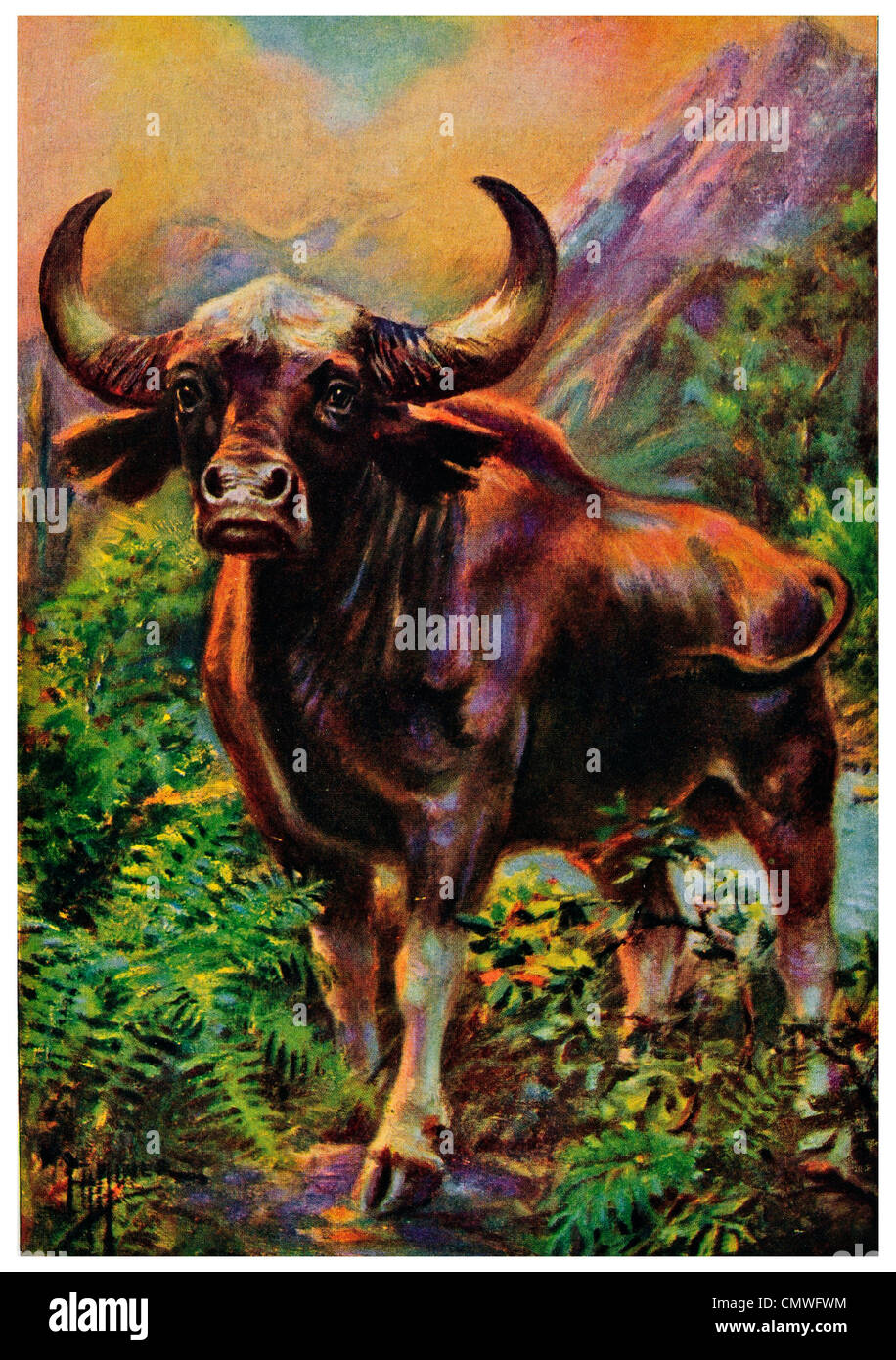 Gaur Bos gaurus selvatica nativa Ox dell India orientale Foto Stock