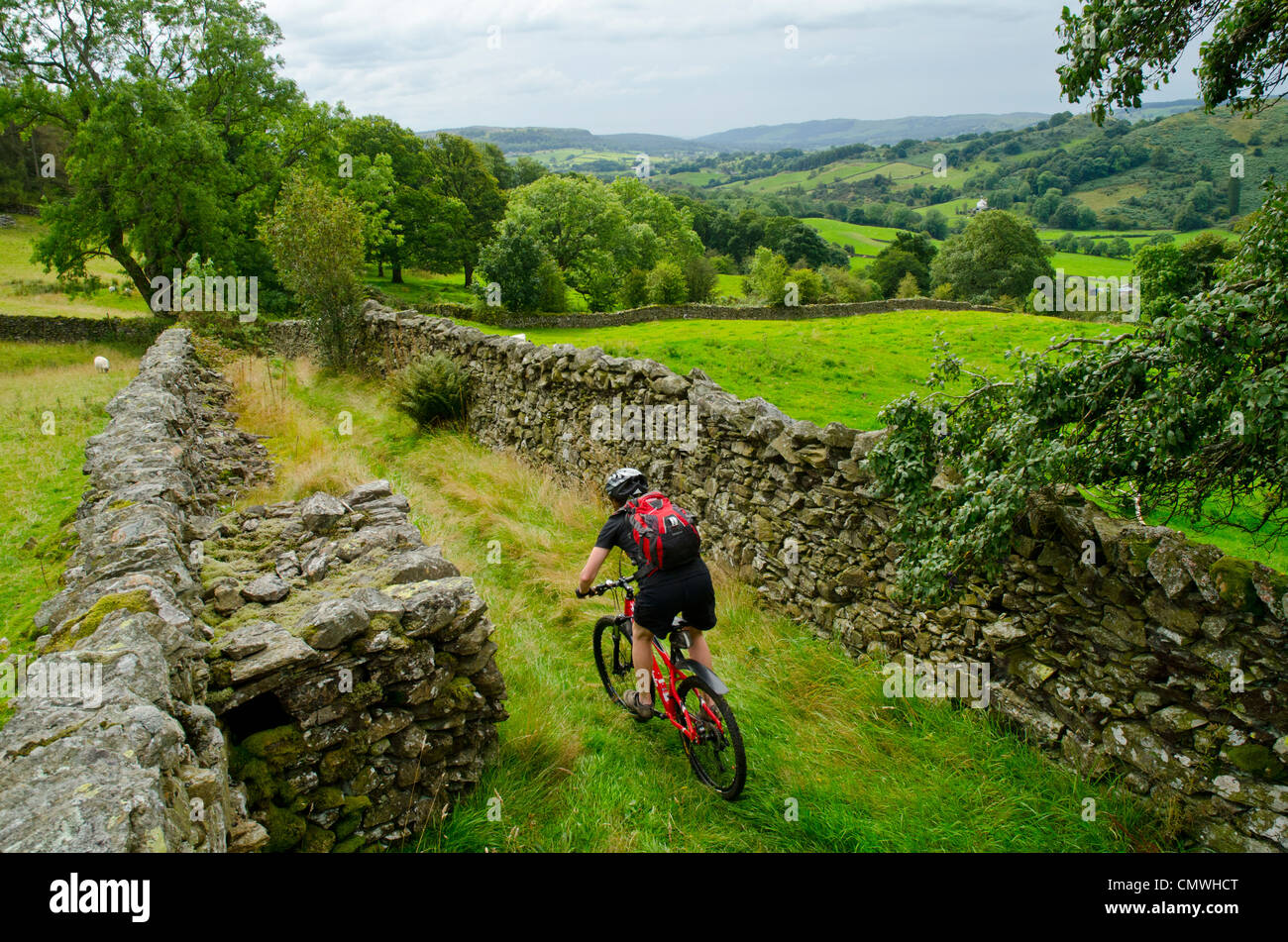 Femmina mountain biker scendendo una via sopra il fiume Gilpin vicino a Kendal Cumbria, Foto Stock