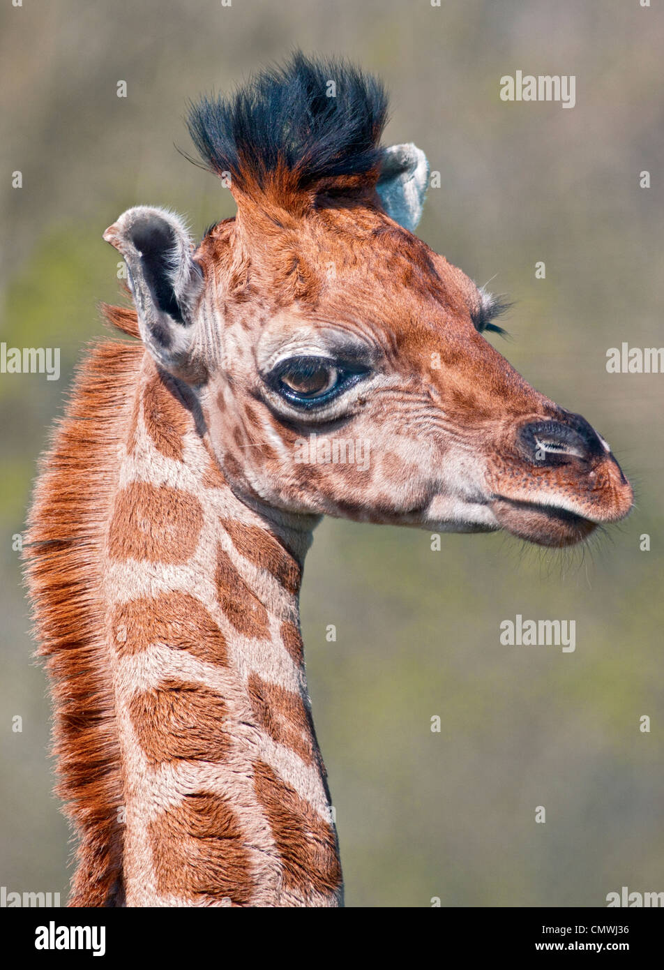 Giraffa Rothschild polpaccio (giraffa camelopardarlis) Foto Stock