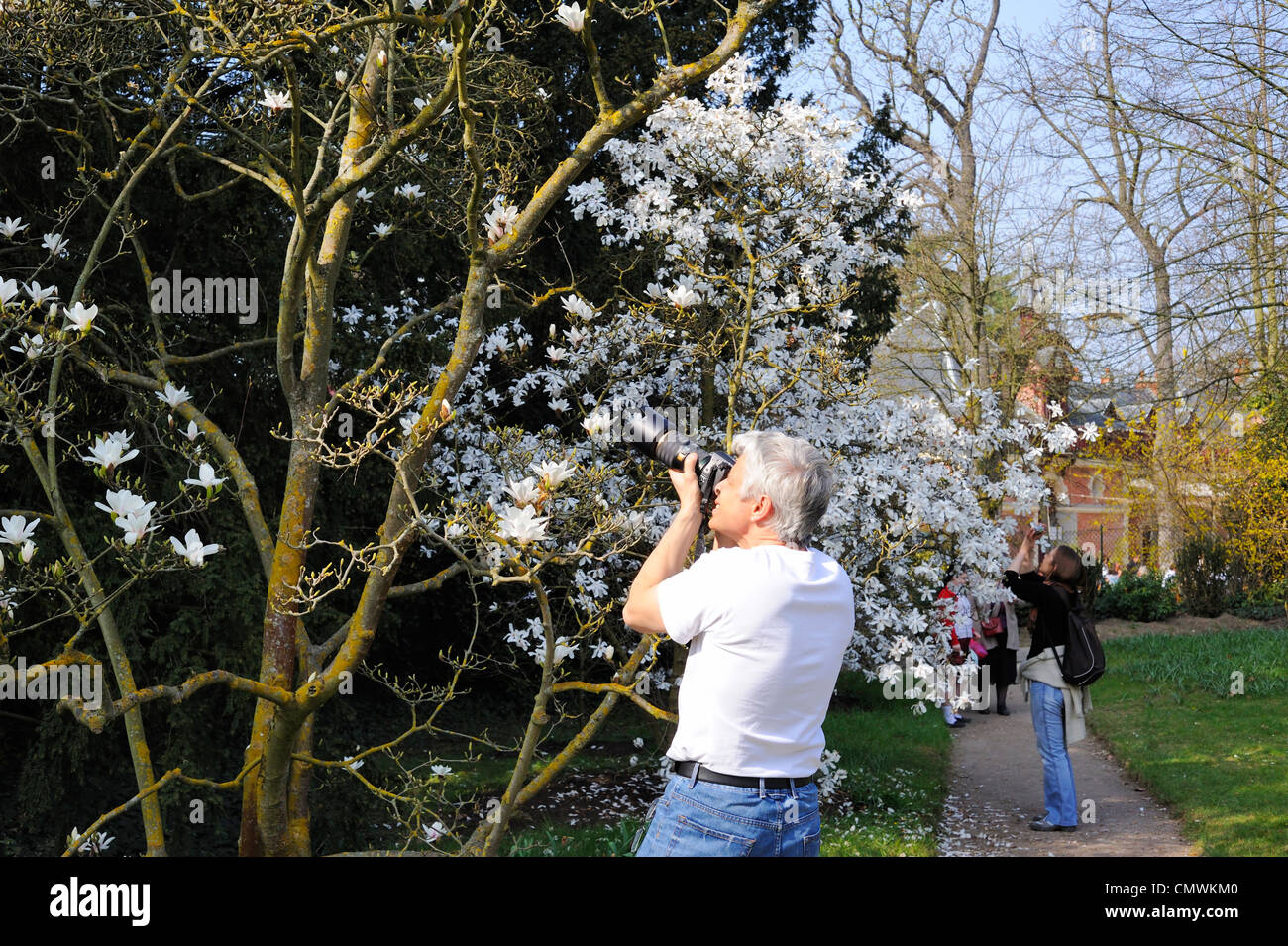 Bagatelle Park, Parigi, Francia, uomo di scattare una foto di fiori di magnolia in posizione di parcheggio Foto Stock