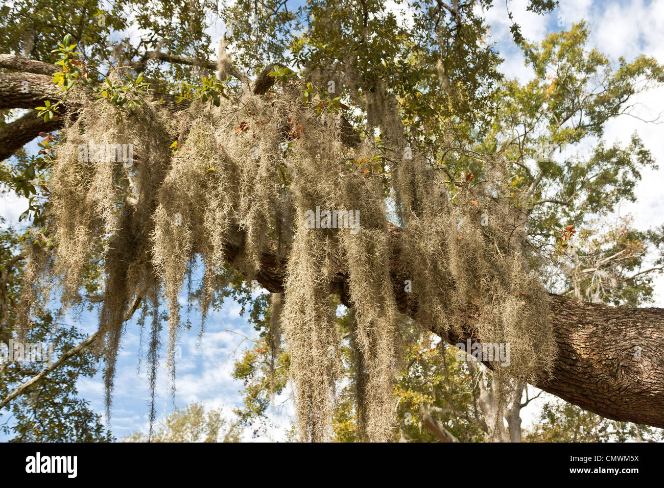 Muschio spagnolo, Southern Live Oak. Foto Stock