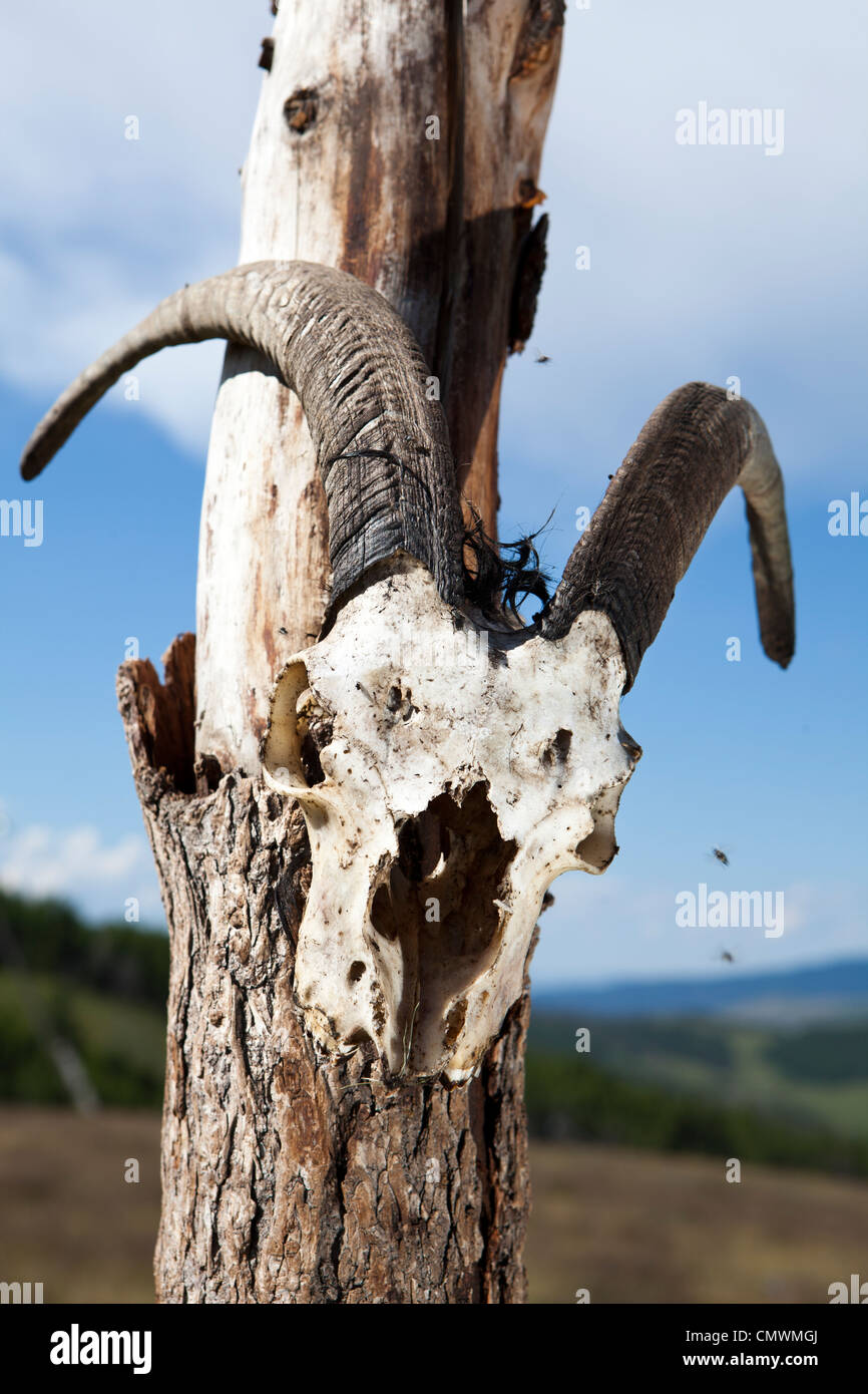 Animale sacro scheletro palo di legno , Mongolia Foto Stock