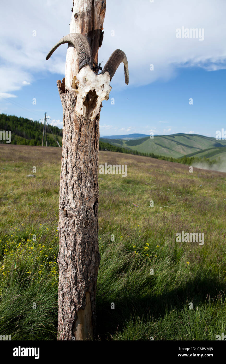 Animale sacro scheletro palo di legno , Mongolia Foto Stock