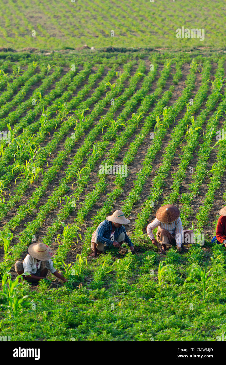 Gli agricoltori che lavorano i campi, Mandalay Myanmar Foto Stock