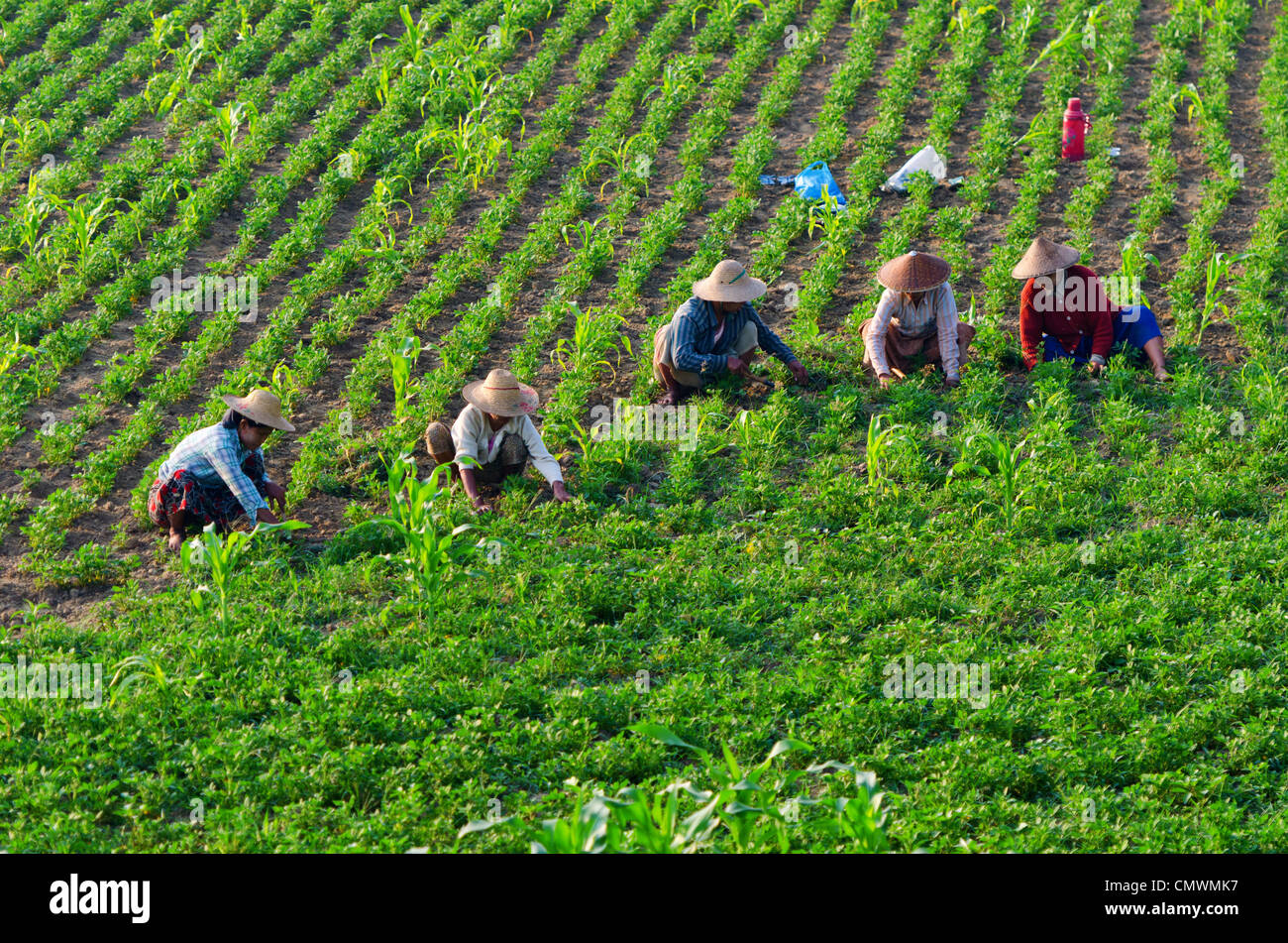 Gli agricoltori che lavorano i campi, Mandalay Myanmar Foto Stock