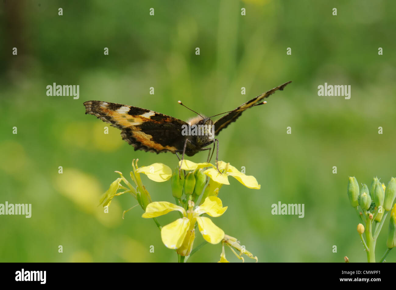 Le farfalle Foto Stock