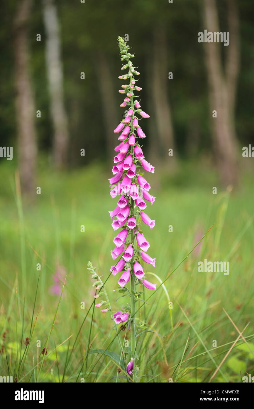 Un unico viola foxglove digitalis in un bosco di impostazione Foto Stock