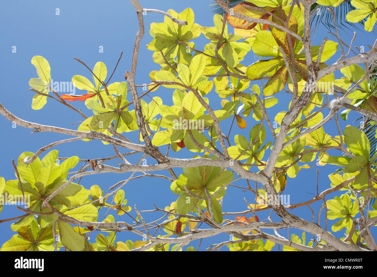 Albero Foto Stock