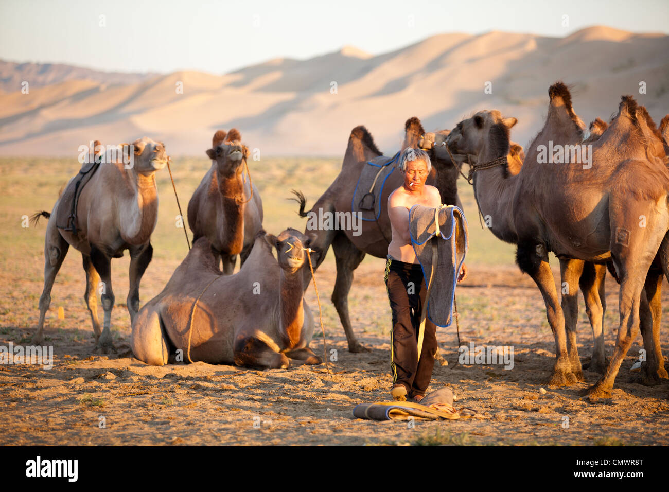 L'uomo la cura del suo cammello Khongor a duna di sabbia, deserto dei Gobi e Mongolia Foto Stock