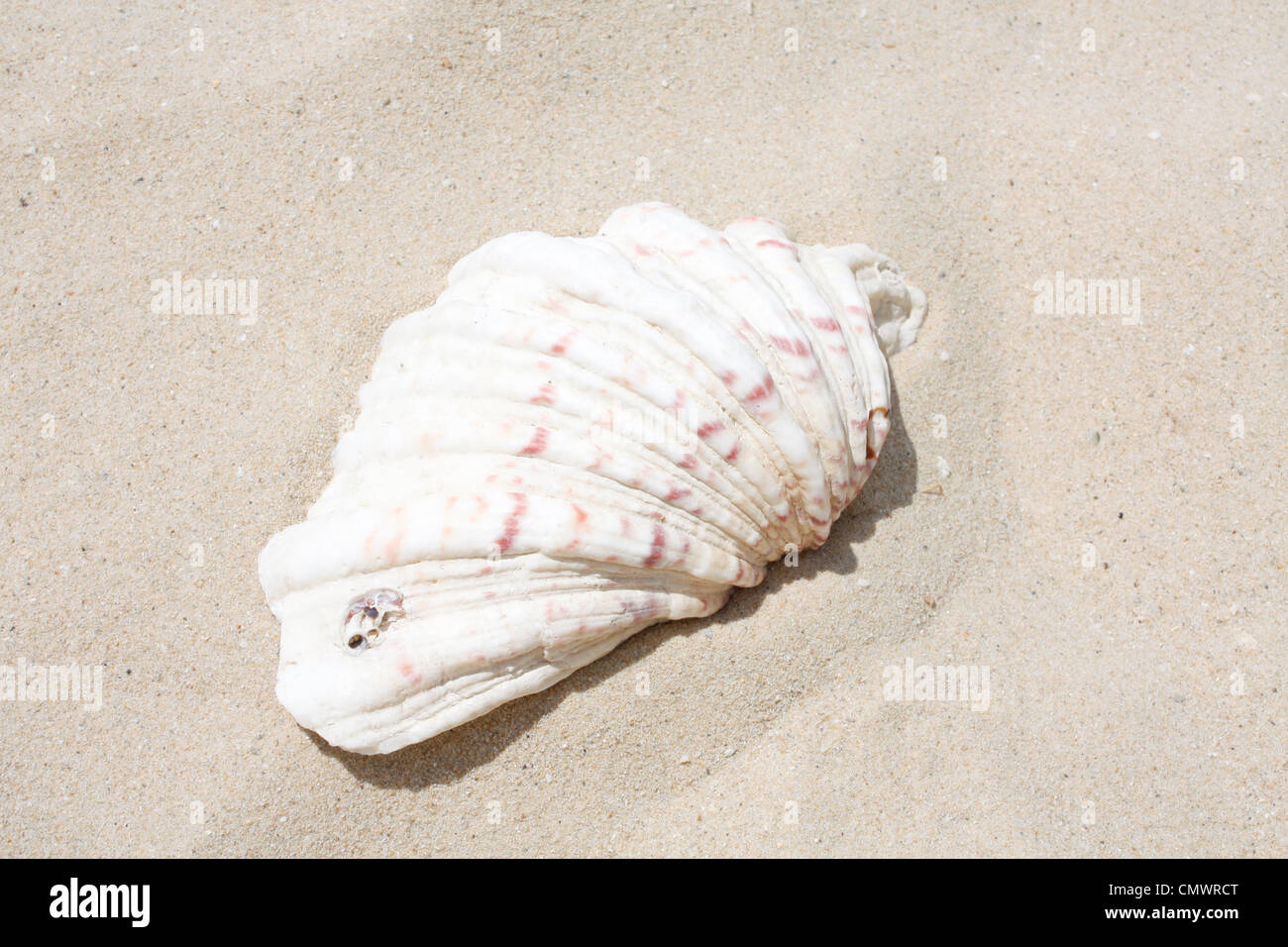 Conchiglie Foto Stock