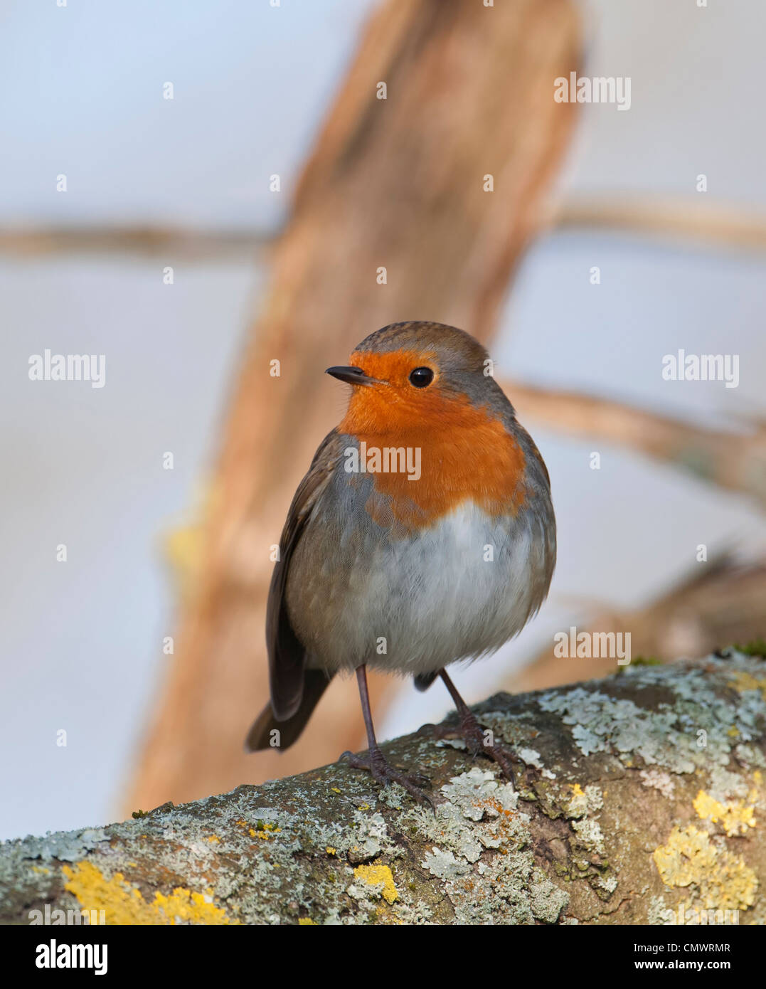 ROBIN Erithacus rubecula appollaiato sul ramo Foto Stock