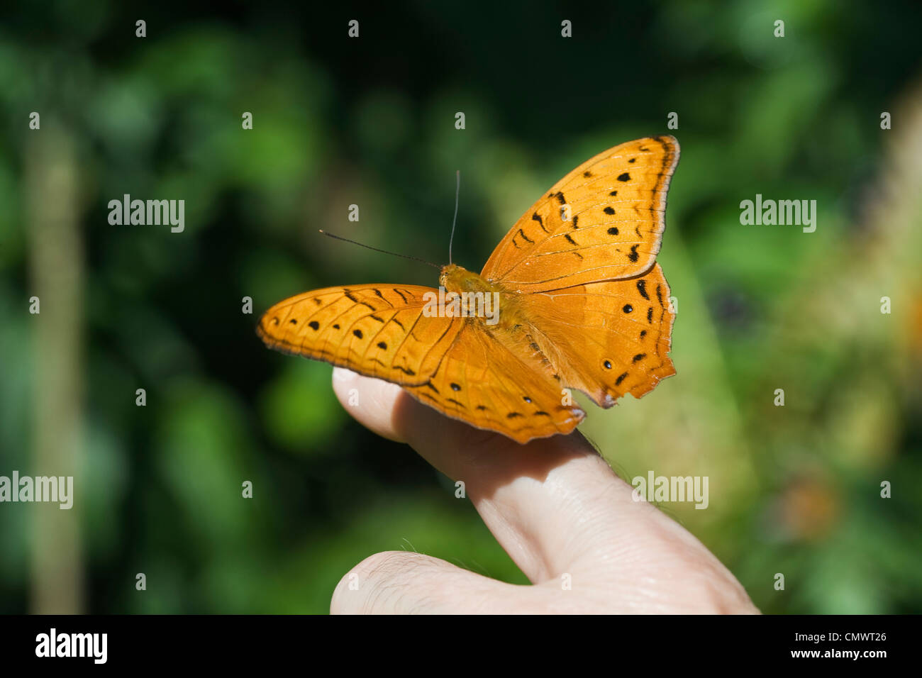 Butterfly al Santuario della Farfalle Australiano. Kuranda, Cairns, Queensland, Australia Foto Stock