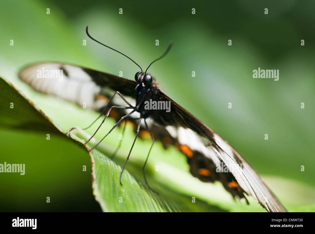 Butterfly al Santuario della Farfalle Australiano. Kuranda, Cairns, Queensland, Australia Foto Stock