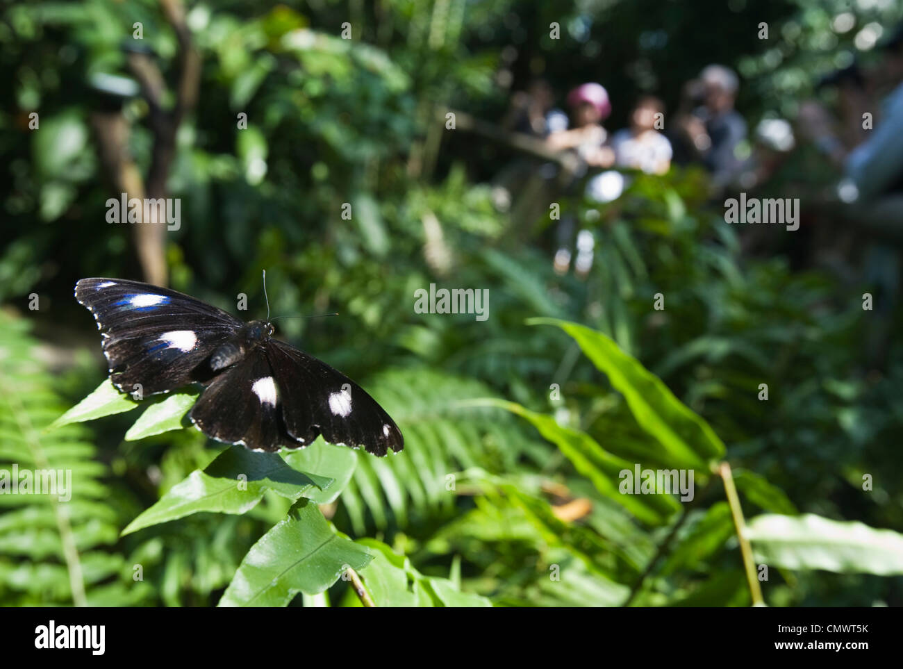 Butterfly al Santuario della Farfalle Australiano. Kuranda, Cairns, Queensland, Australia Foto Stock