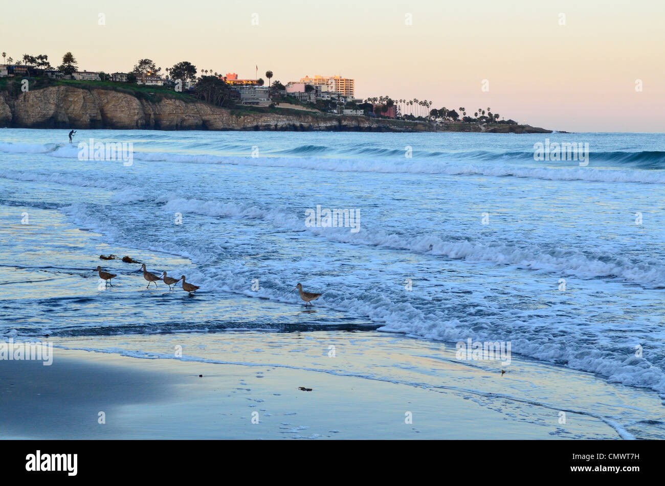 Uccelli da riva che si nutrono lungo la spiaggia sabbiosa. La Jolla, California, Stati Uniti. Foto Stock