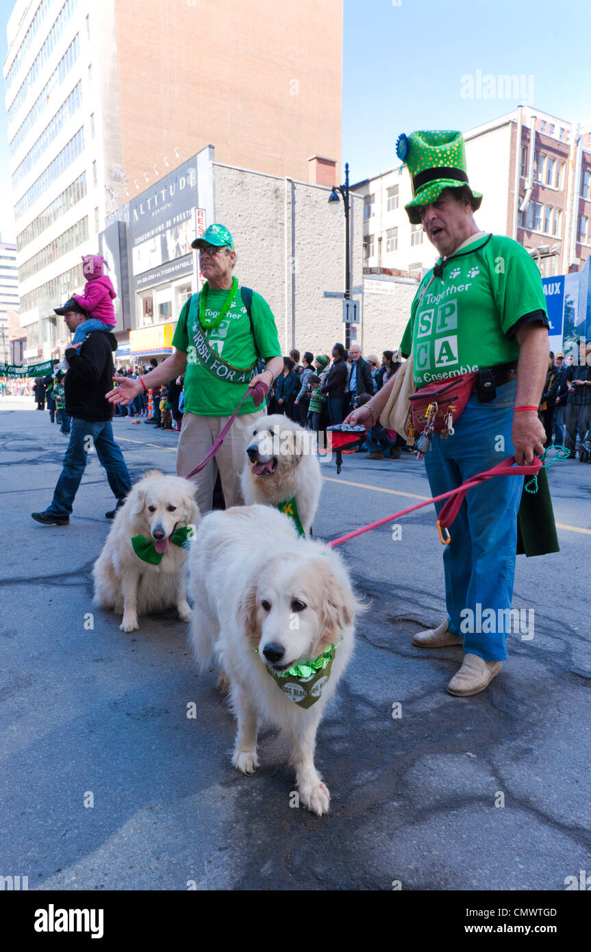 SPCA lavoratori con grande Pyrénées cani a 2012 il giorno di San Patrizio parade di Montreal, provincia del Québec in Canada. Foto Stock